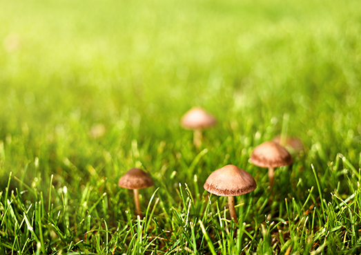 champignons bruns dans la pelouse