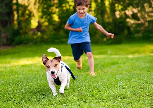 Entretien des pelouses adapté aux enfants et aux animaux